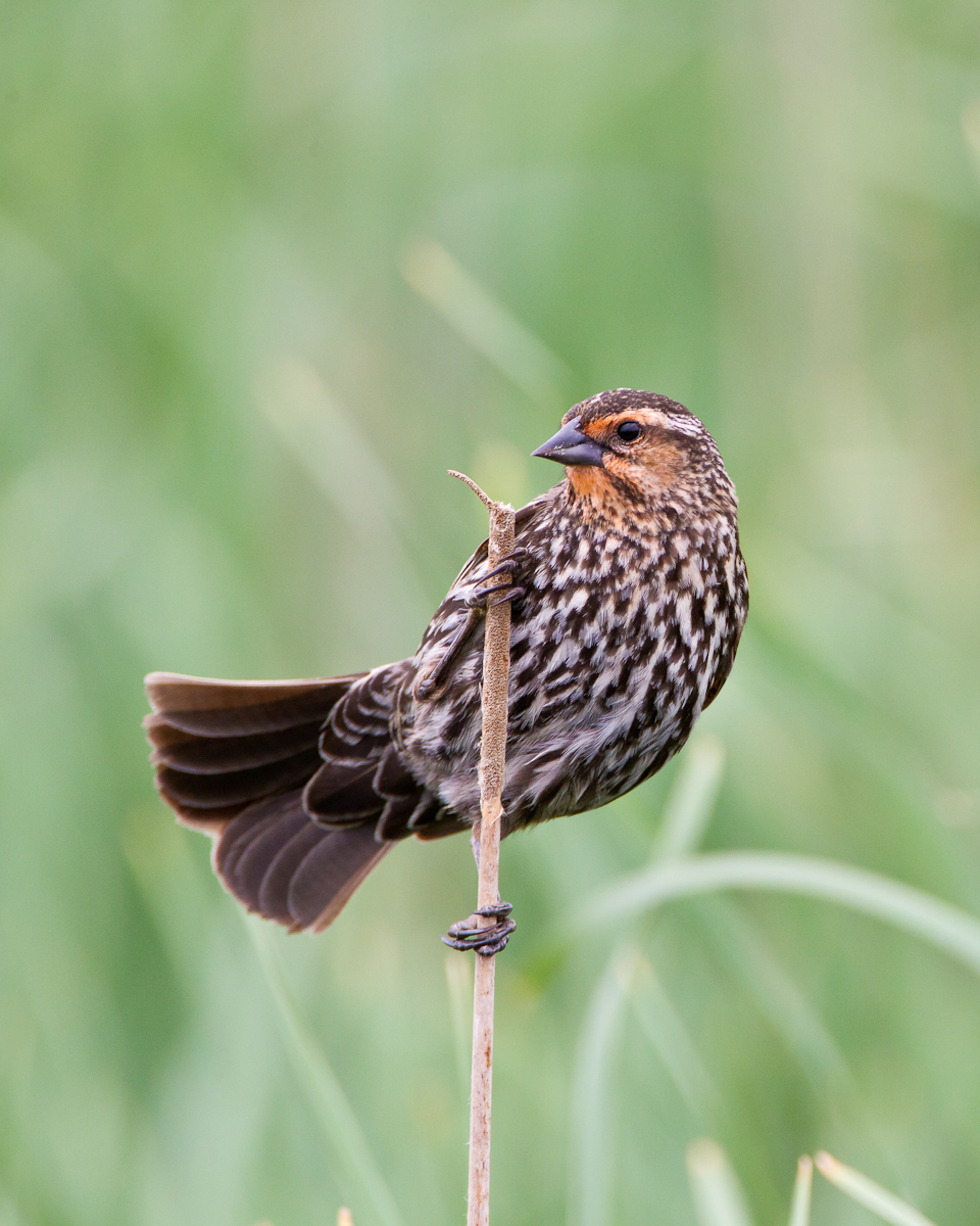 Red winged blackbird