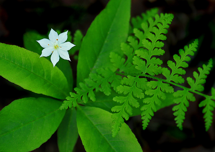 Forest floor still life