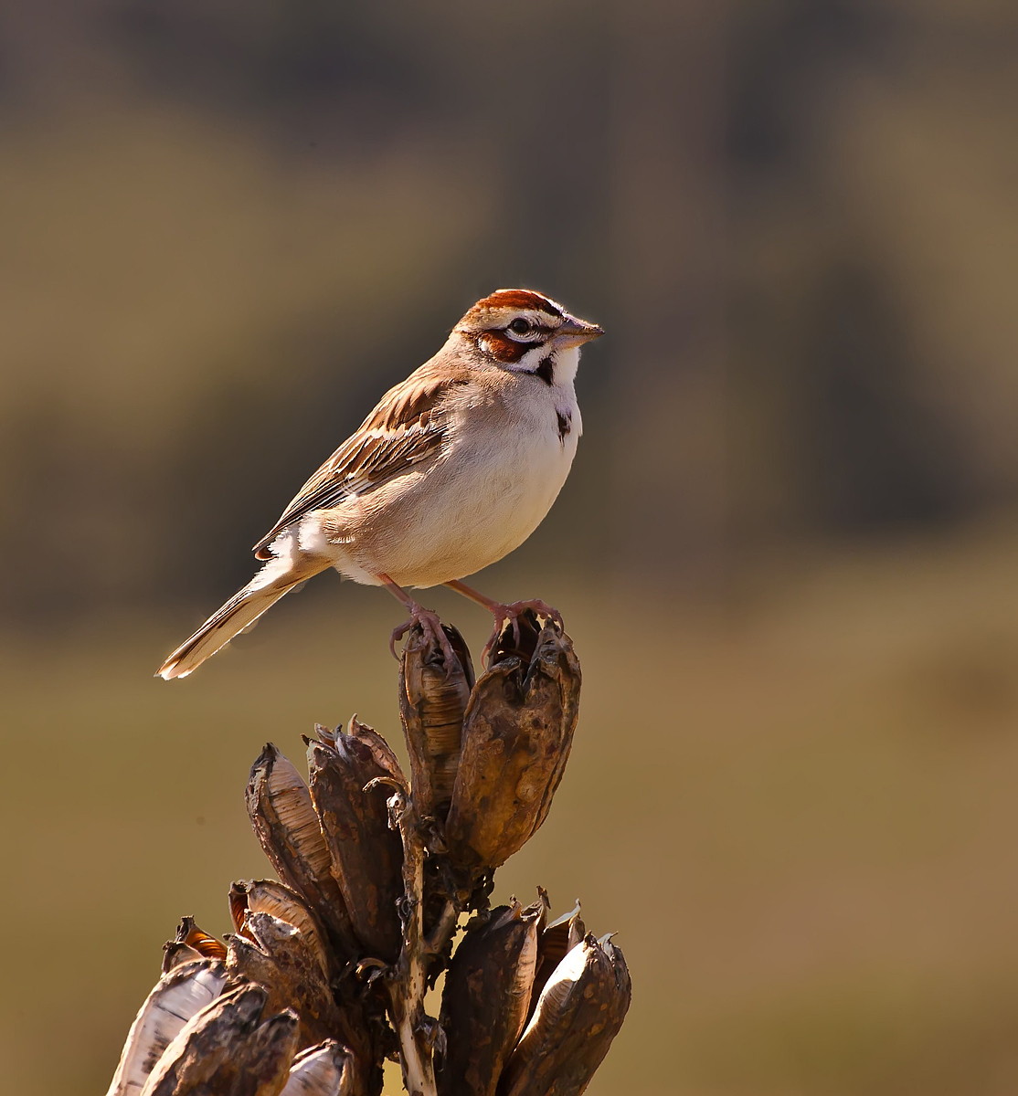 Lark Sparrow + Repost