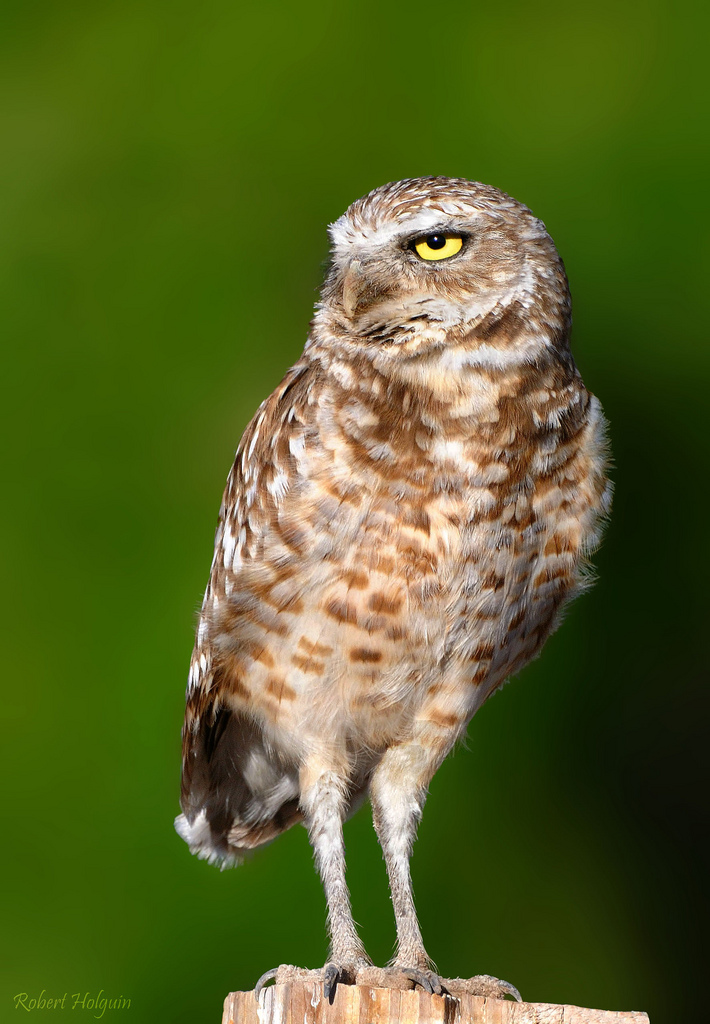 Burrowing Owl