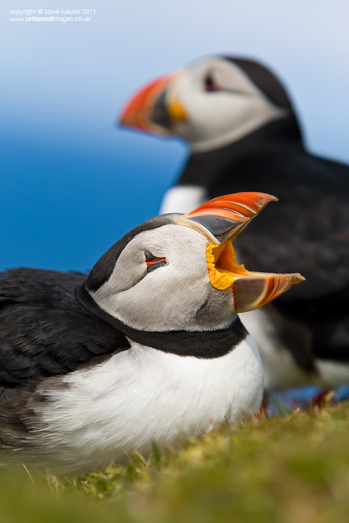 Calling Puffin