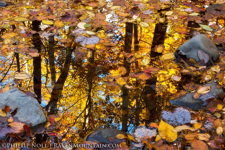 Looking Glass