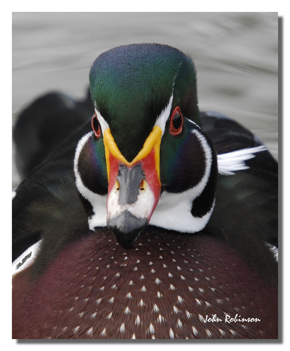 Duck up Close