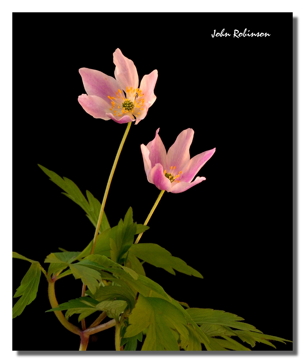 Wood Anemone