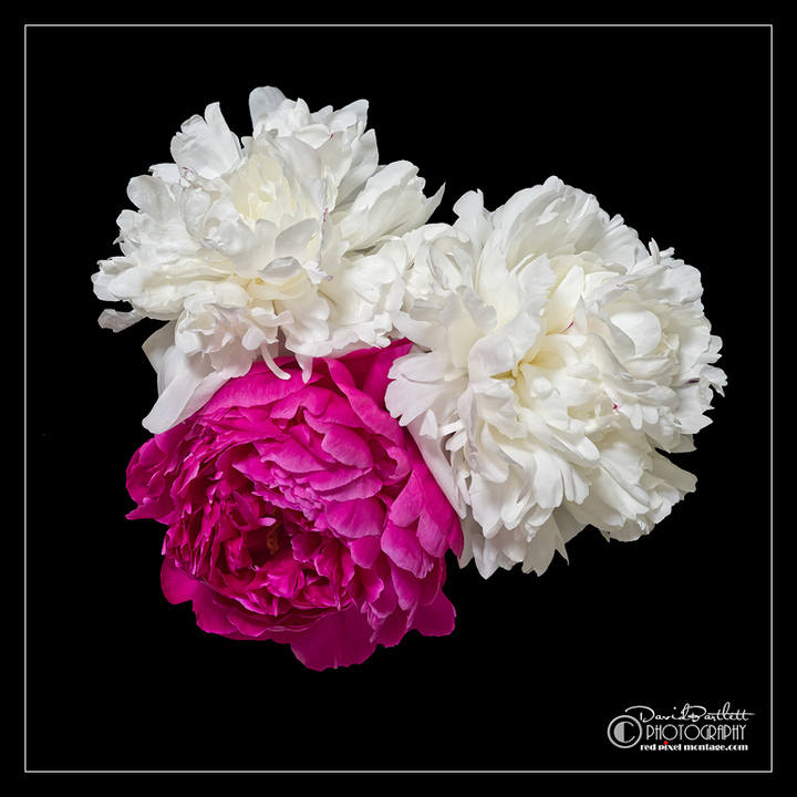 Peonies from a friend's 