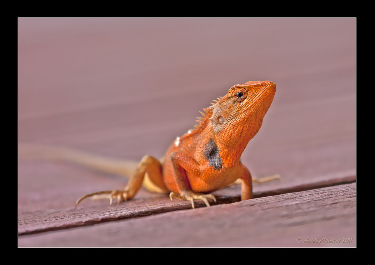 Lizard Series – Part II