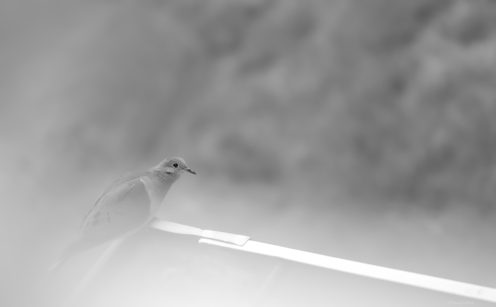 Silent gaze
