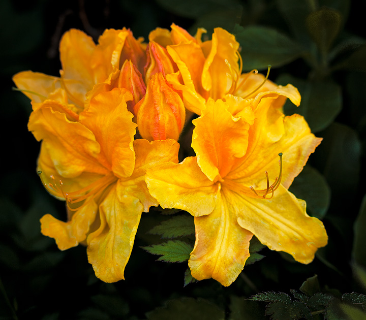 Azalea morn