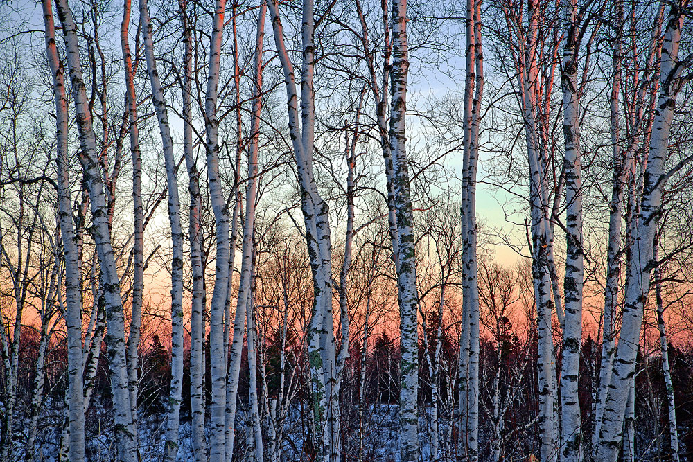 North Shore Birch