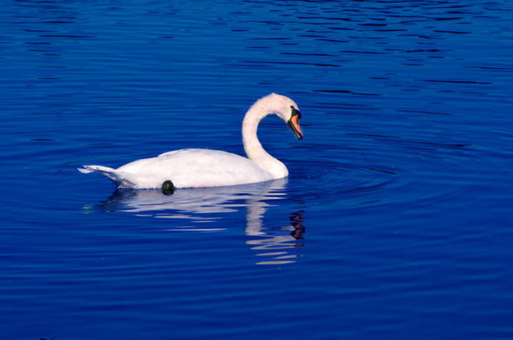 Swan Lake