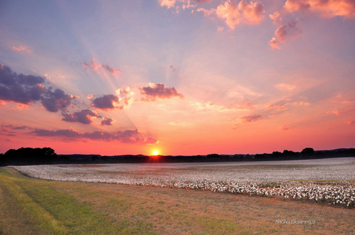 Cottonfield Sunset
