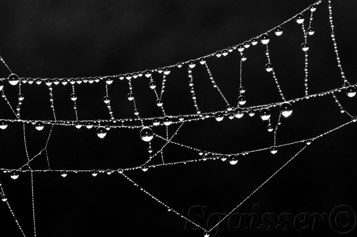 Spider Web Water