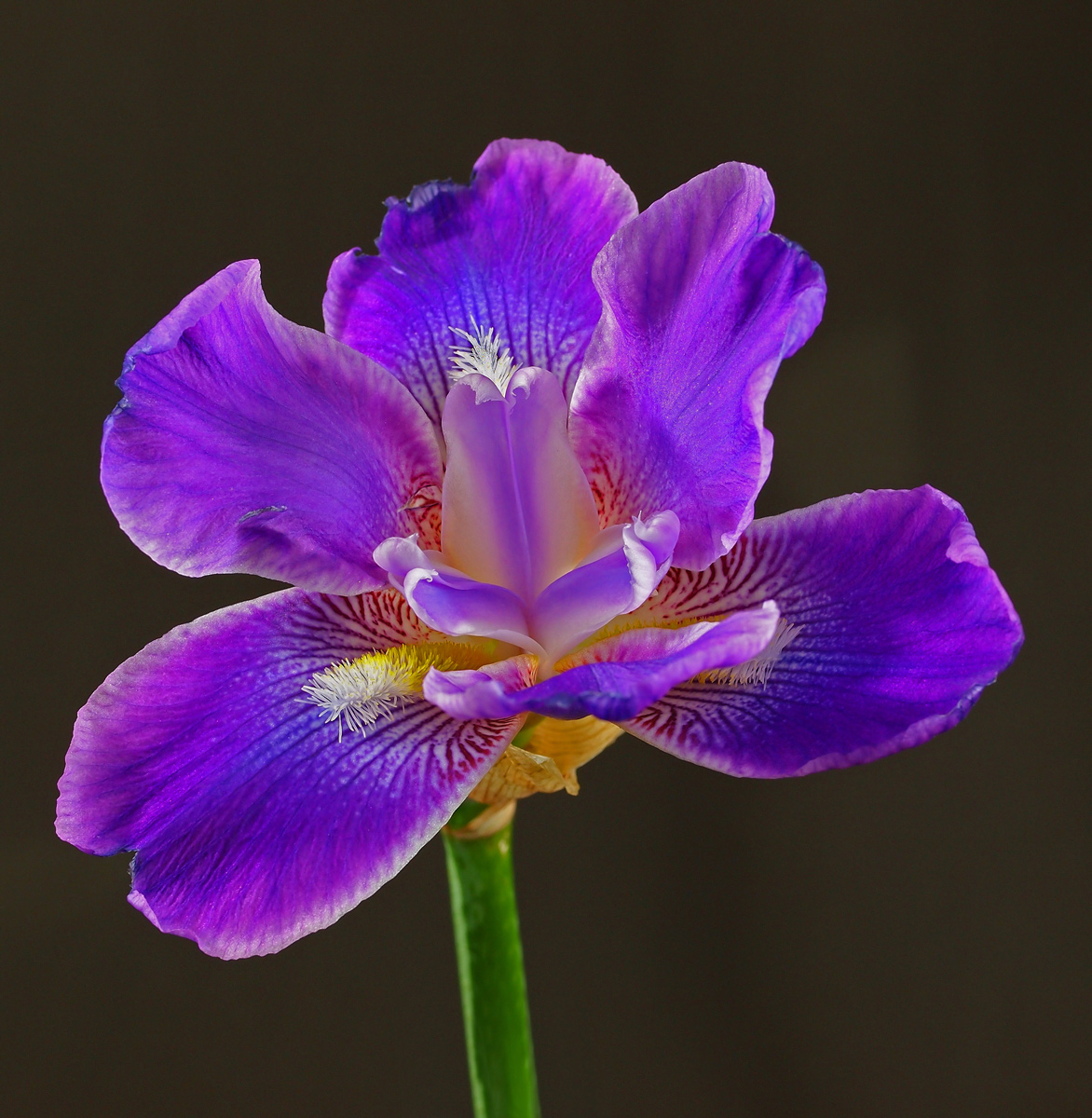 Blue Iris