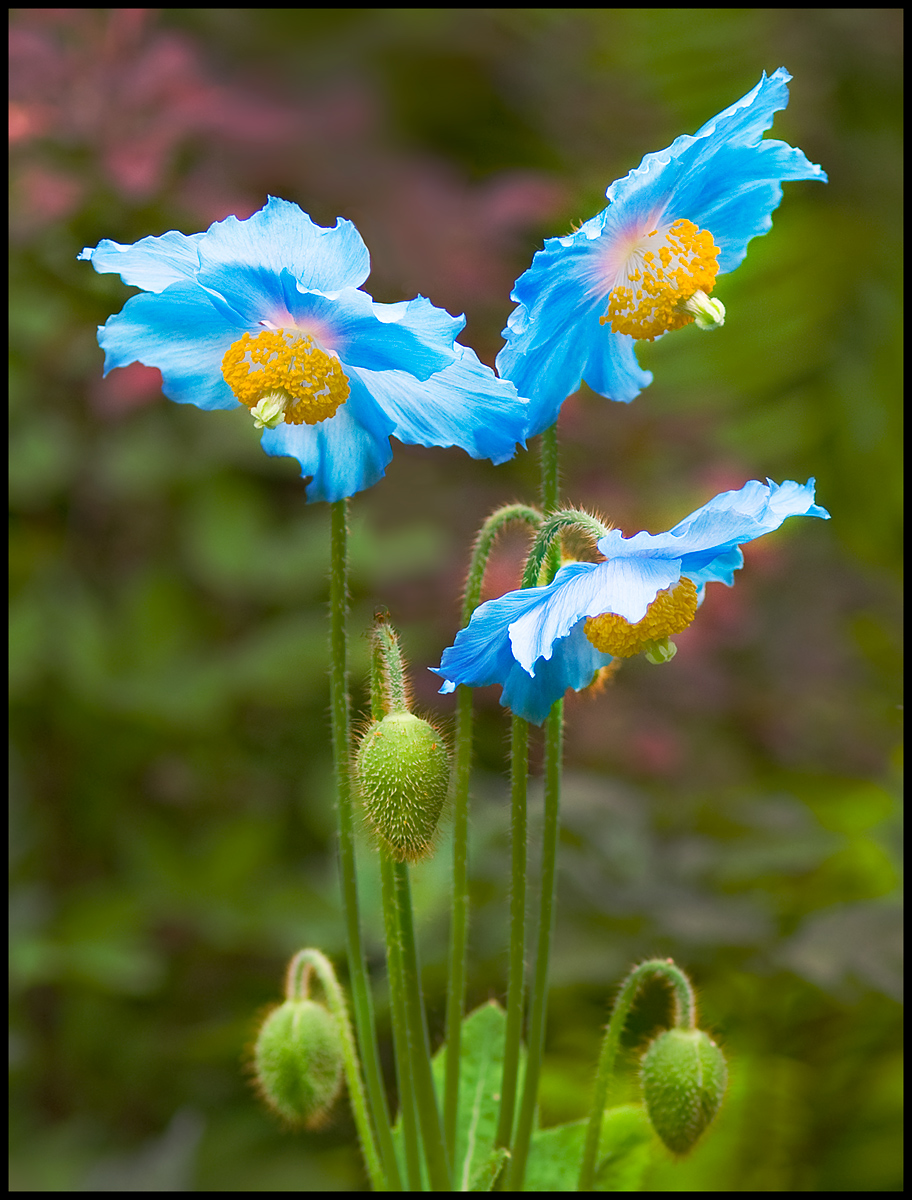Blue Himalayan Poppy