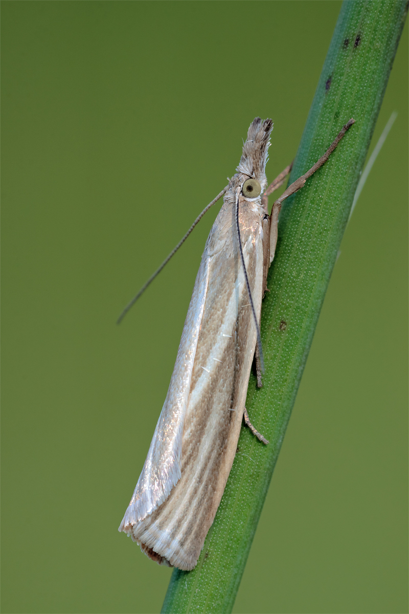 Micromoth