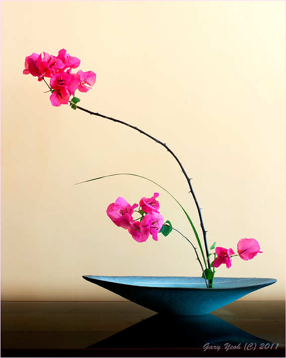 Bougainvillea