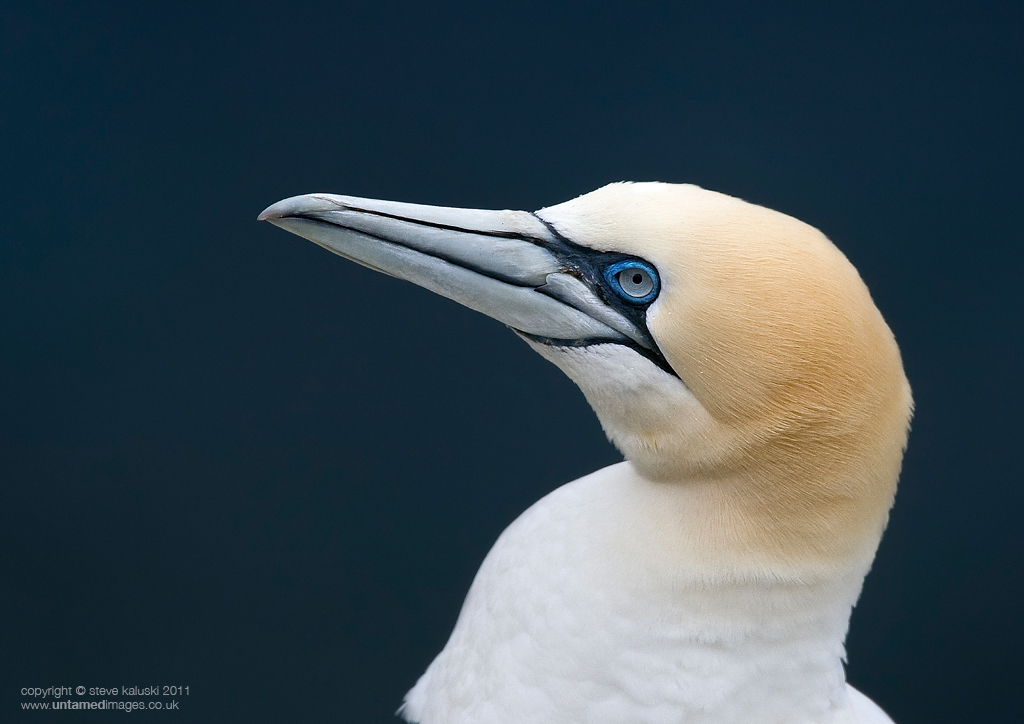 Gannet - head shot