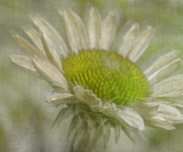 Coneflower-Challenge