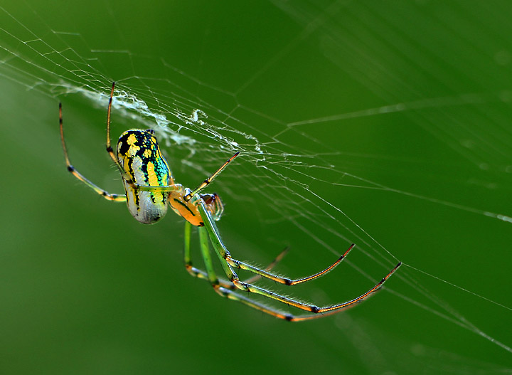 Orbweaver spider