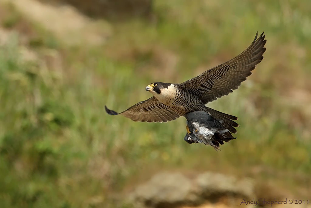 Peregrine