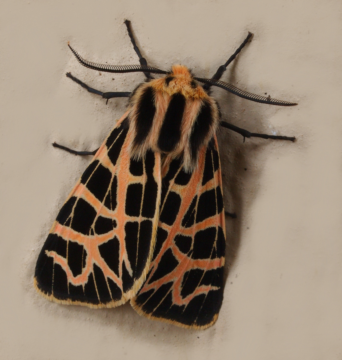 Tiger Moth (I think)