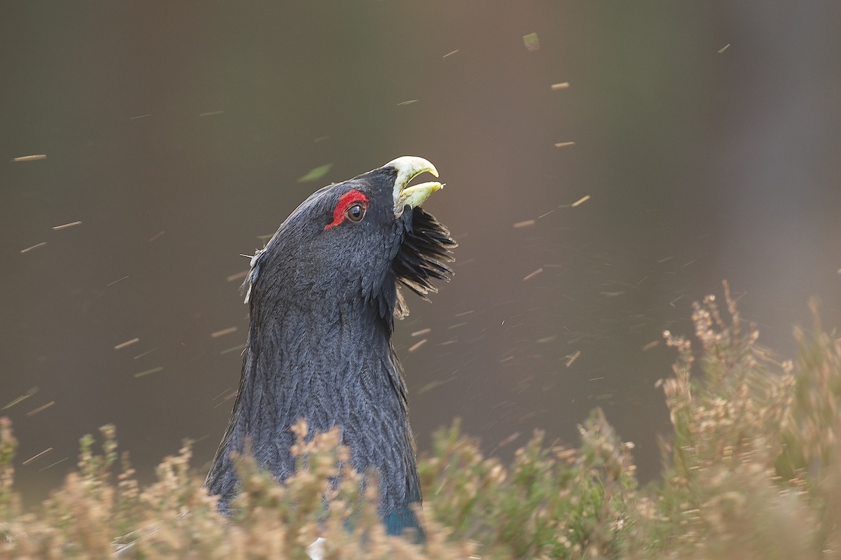 Capercaillie