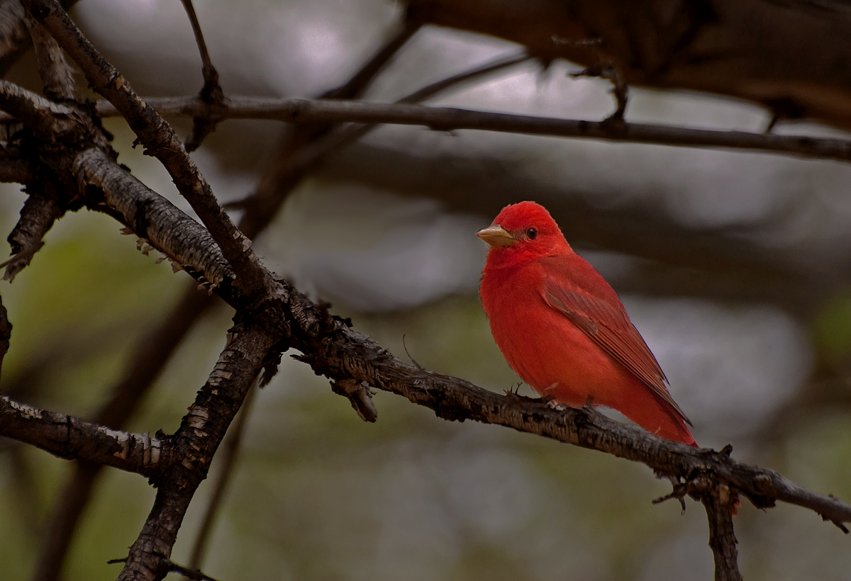 Summer Tanager