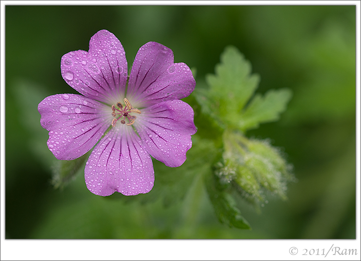 Dewy Geranium