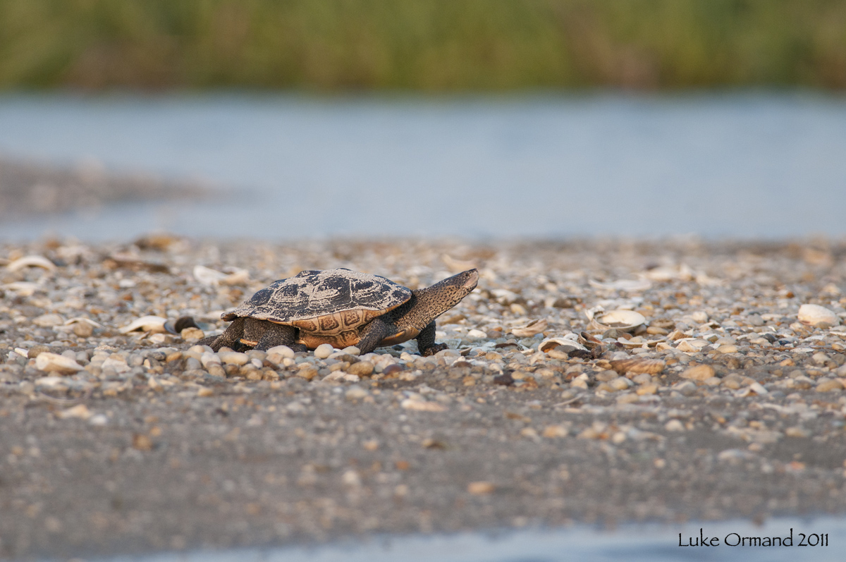 Diamond-backed Terrapin