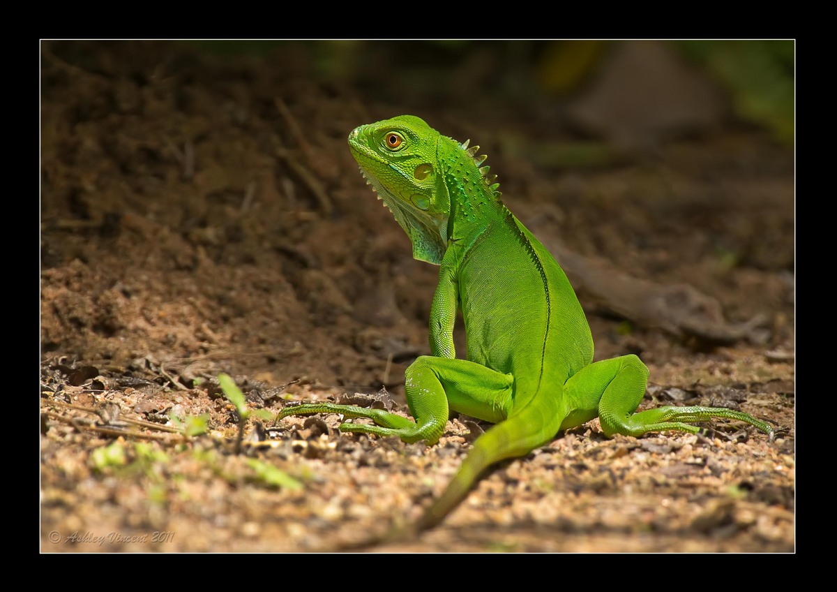 Lizard Series – Part III