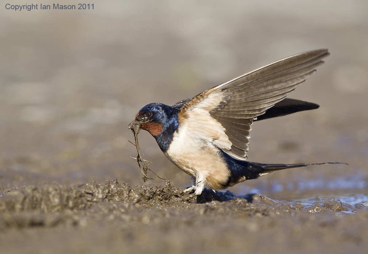Swallow