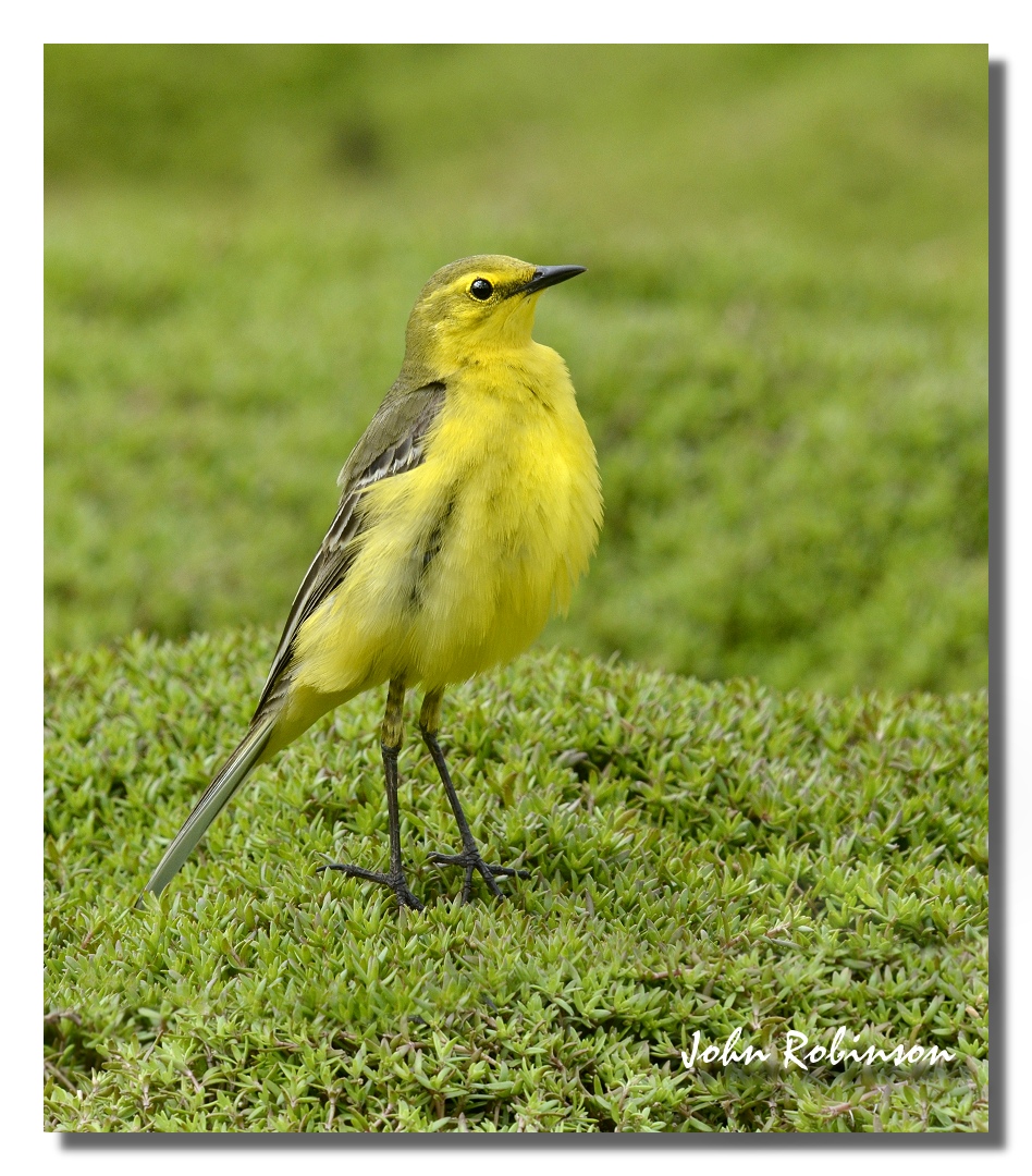Yellow on Green