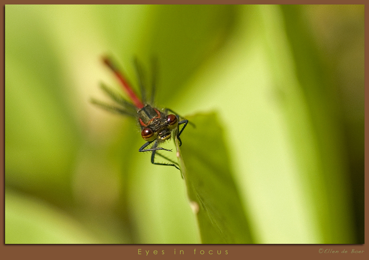 Eyes in focus...