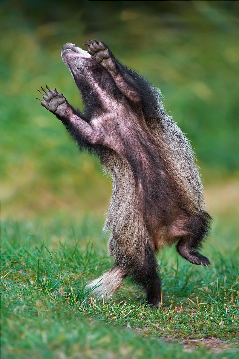 Dancing badgers