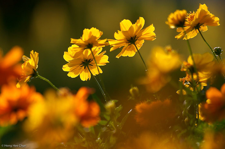 backlight yellows+reposts