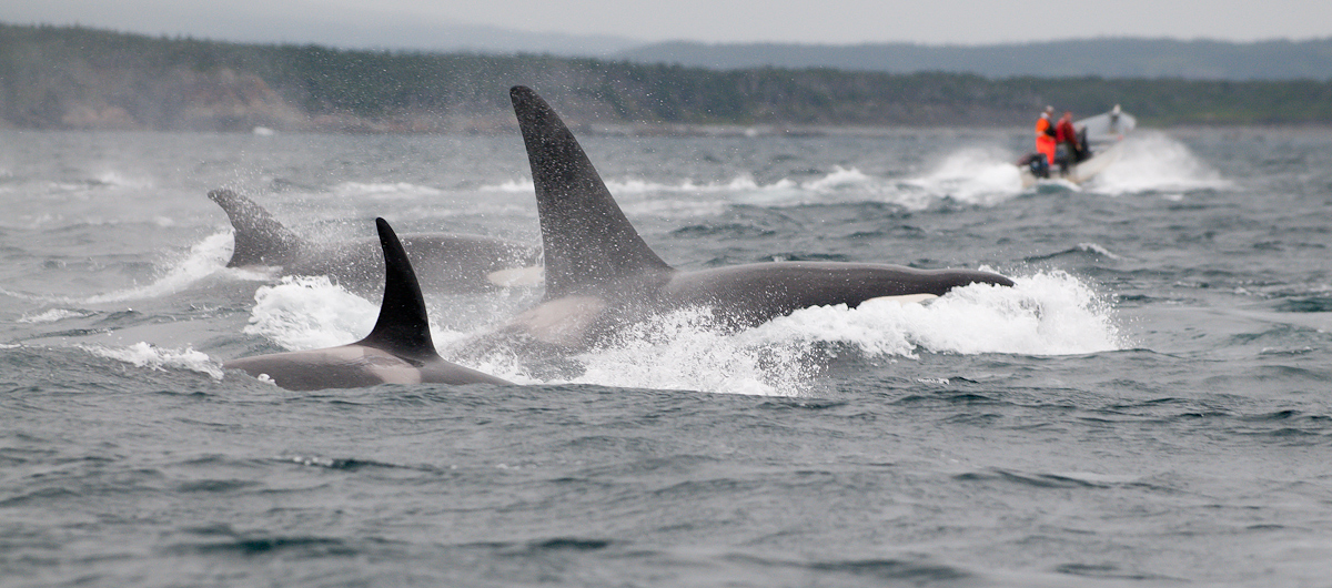 Orca