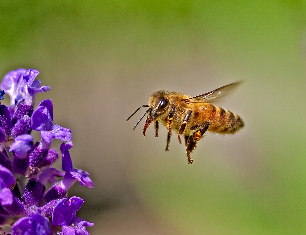 Bee Carrying Pollen