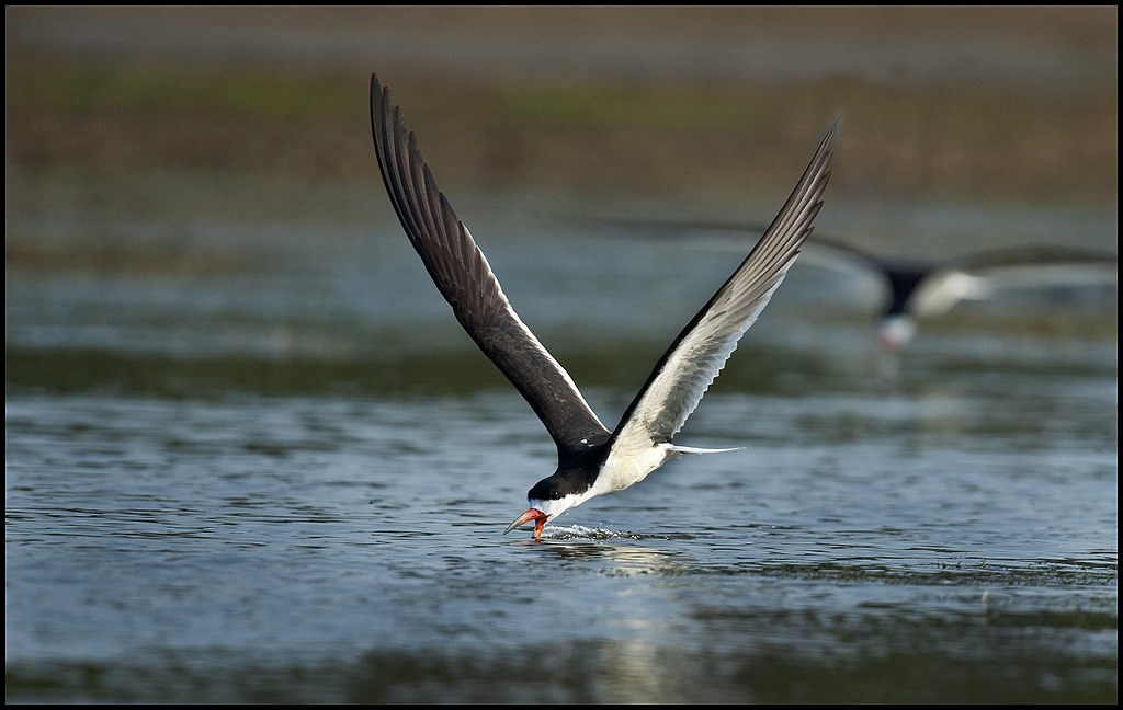 Black Skimmer :: Rynchop