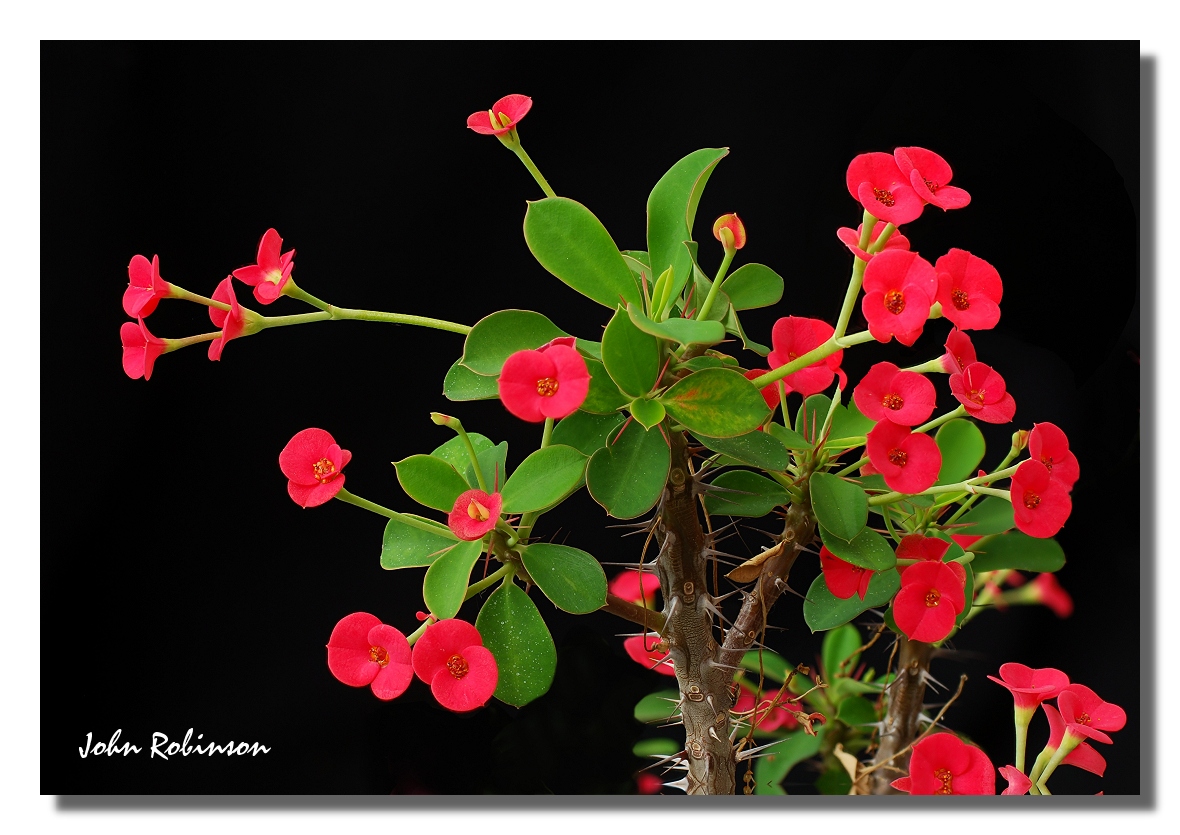 Crown of Thorns