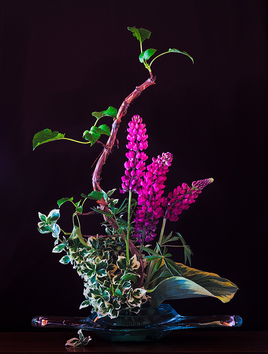 Lupins in Vase