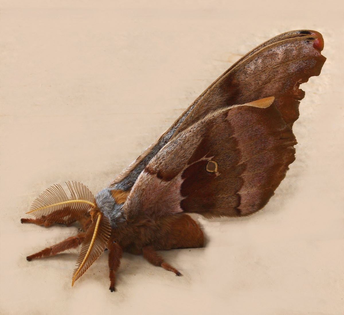 Polyphemus Moth ++ Repost