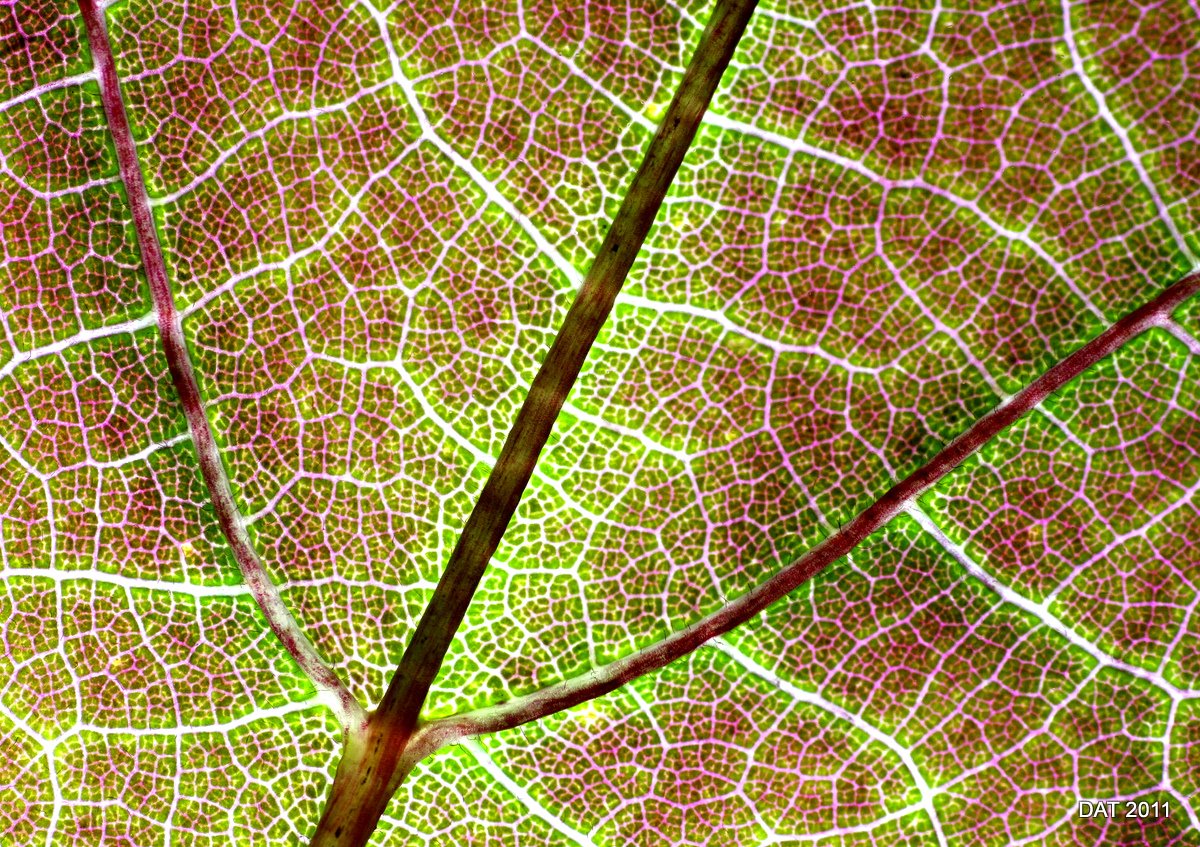 Redbud Leaf Revealed