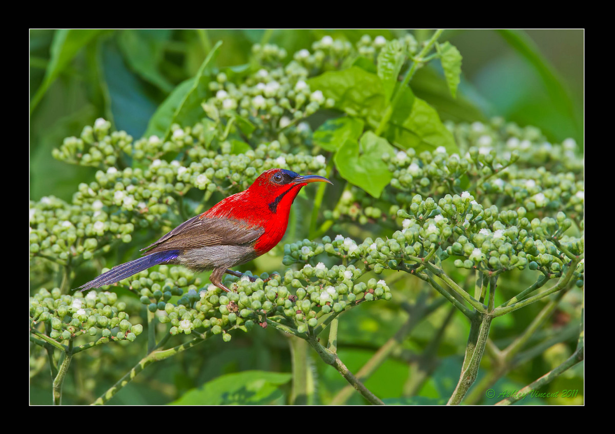 My Dream Sunbird :^)