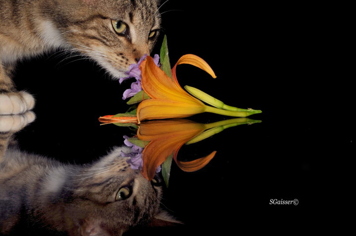 Curious Cat