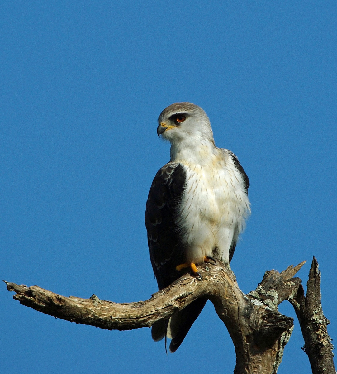 Black-shouldered Kite
