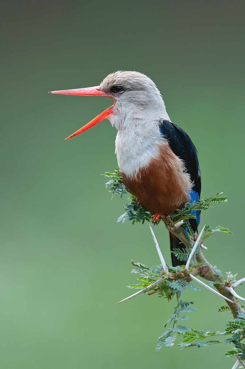 Grey-headed Kingfisher