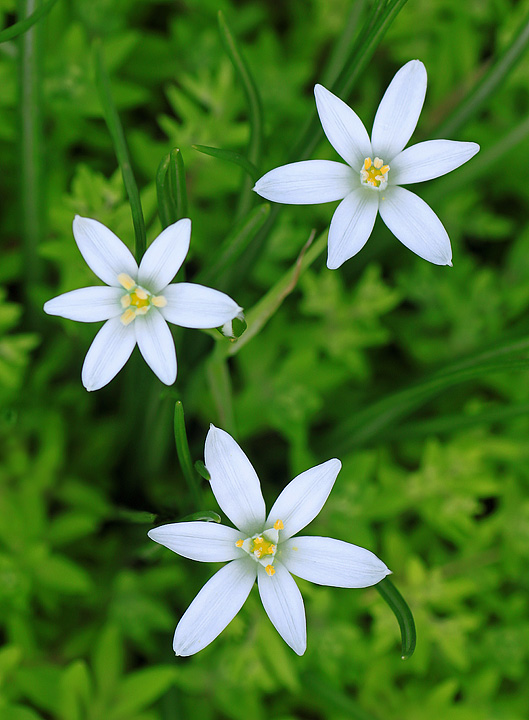 White wildflower 2