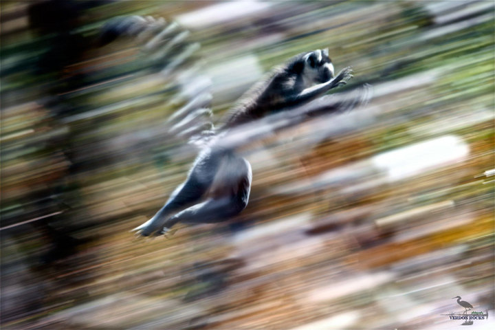 Ring-tailed Lemur