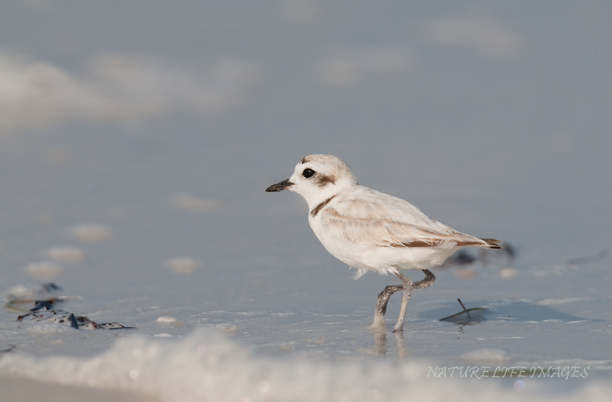 Sand and Snow