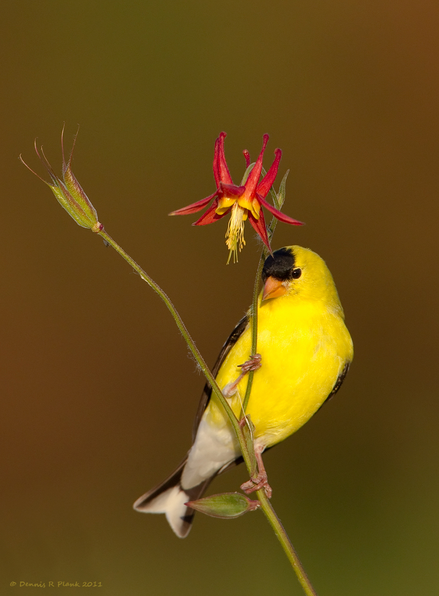 American Goldfinch